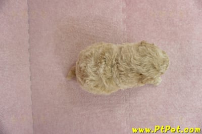 03/12泰迪比熊母幼犬1號(高雄三民)8