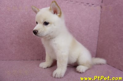 05/24白色柴犬公幼犬10