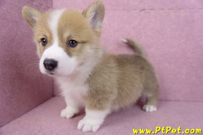 11/05雙色柯基犬公幼犬2號(屏東內埔)10