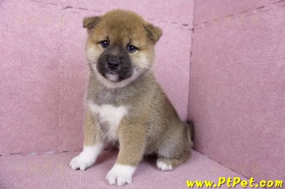 01/11赤色柴犬母幼犬(屏東竹田)5