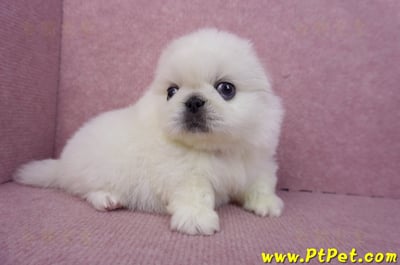 07/24北京狗公幼犬(高雄旗山)3