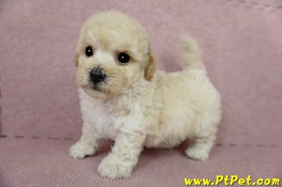 03/12泰迪比熊公幼犬(高雄鳳山)10