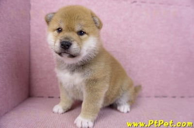 02/06赤色柴犬母幼犬2號6