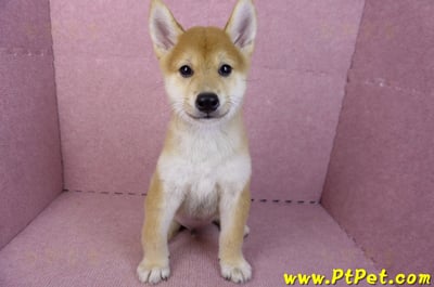 06/09赤色柴犬公幼犬(新北土城)3