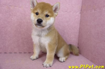 07/22赤色柴犬公幼犬(桃園中壢)9