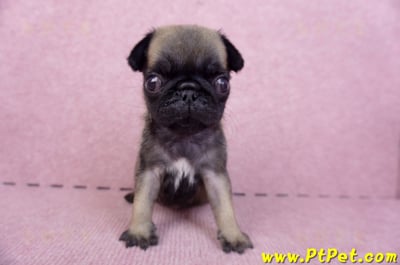 09/08巴哥母幼犬3號(新北五股)4