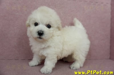 01/13泰迪比熊公幼犬(桃園市)11