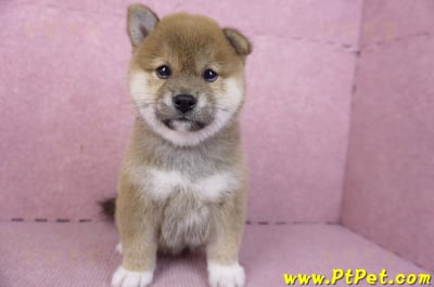 01/11赤色柴犬母幼犬4號(屏東九如)2