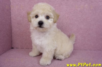 09/12泰迪比熊母幼犬1號(台南西港)13