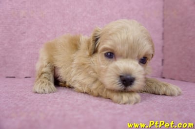 03/22馬爾泰迪公幼犬3