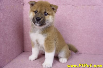 11/19赤色柴犬公幼犬10