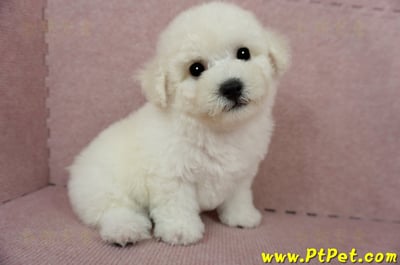 03/11比熊犬公幼犬(新北林口)6