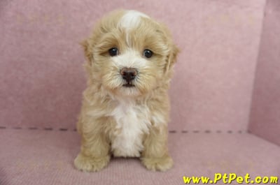 05/05奶油色馬爾泰迪公幼犬(高雄楠梓)4