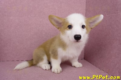 05/09雙色柯基犬母幼犬(台北萬華)8