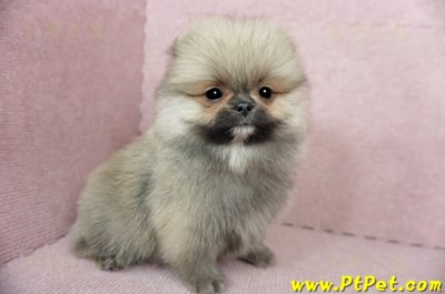 02/11迷你型松鼠棕博美公幼犬(新竹竹北)6