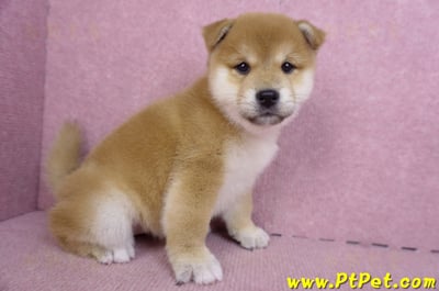 01/16赤色柴犬母幼犬3