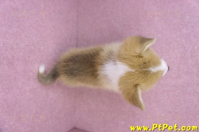 08/05雙色柯基犬母幼犬2號(屏東市)11