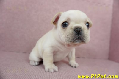 01/14奶油色法國鬥牛母幼犬(高雄三民)7