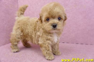 05/04馬爾泰迪母幼犬5