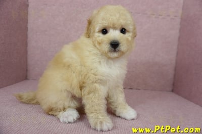 11/26迷你型奶油貴賓公幼犬(屏東市)5