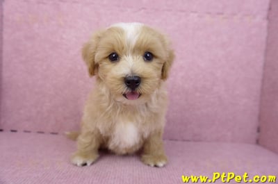 06/25馬爾泰迪公幼犬3