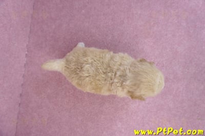 04/01泰迪比熊母幼犬2號(新竹市)6