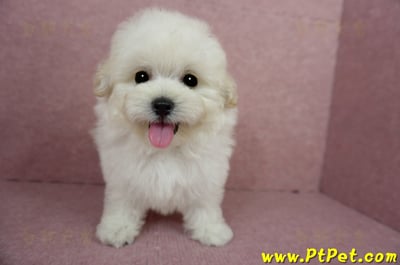 03/31奶油色馬爾泰迪母幼犬(桃園蘆竹)1