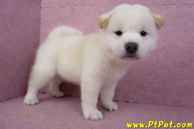 07/22白色柴犬公幼犬7