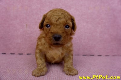 01/26奶油貴賓公幼犬2