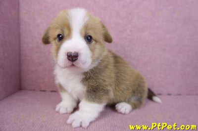 12/15雙色柯基犬母幼犬7