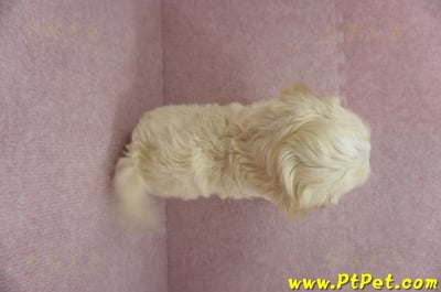 01/10奶油色馬爾泰迪公幼犬2號(花蓮光復)14