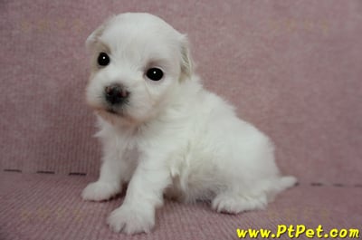 03/14白色馬爾泰迪母幼犬(屏東長治)5