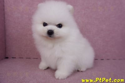 10/11松鼠白博美公幼犬1號(新北三重)11