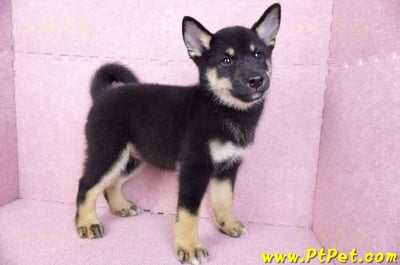 07/05黑色柴犬母幼犬(基隆仁愛)7