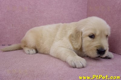 03/12黃金獵犬公幼犬2號4