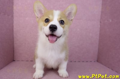 05/27雙色柯基犬公幼犬(台中西屯)1