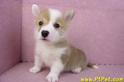 10/13雙色柯基犬公幼犬2號(台中南屯)11