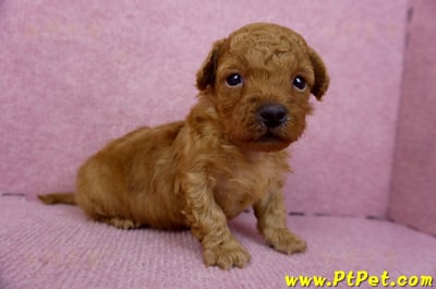 01/26奶油貴賓公幼犬6