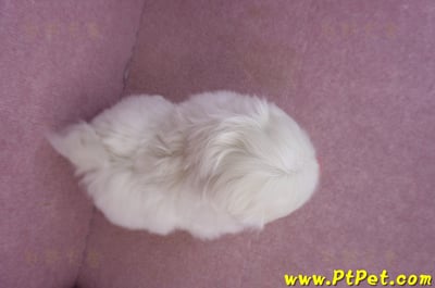 12/17北京狗公幼犬2號(新竹竹北)12