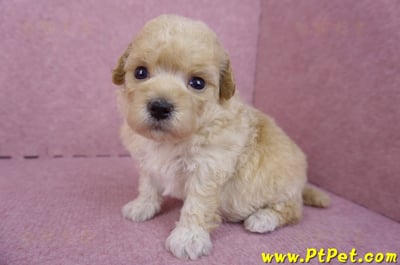 04/01泰迪比熊母幼犬2號(新竹市)4