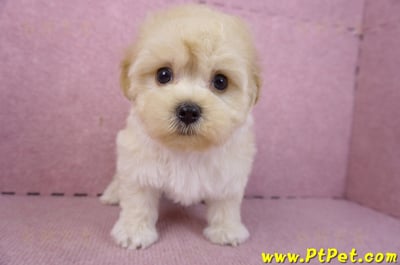 12/10馬爾泰迪公幼犬(台北信義)1