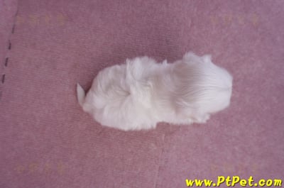 11/20馬爾濟斯公幼犬2號(屏東市)8