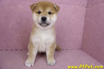 01/16赤色柴犬母幼犬2