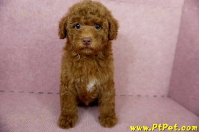 04/15紅貴賓公幼犬(屏東市)3