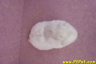 07/24北京狗公幼犬(高雄旗山)10