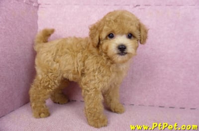 02/11奶油貴賓公幼犬3