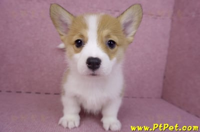 08/03雙色柯基犬母幼犬2號(屏東長治)1