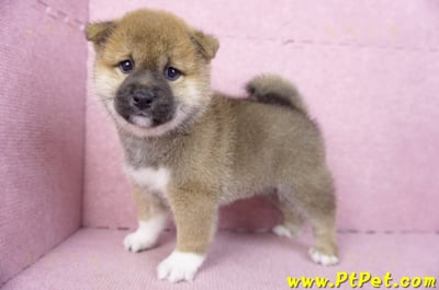 01/11赤色柴犬母幼犬(屏東竹田)9