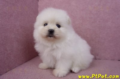 02/10白色松鼠博美母幼犬7