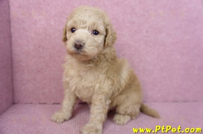 12/06玩具型奶油貴賓母幼犬2號7